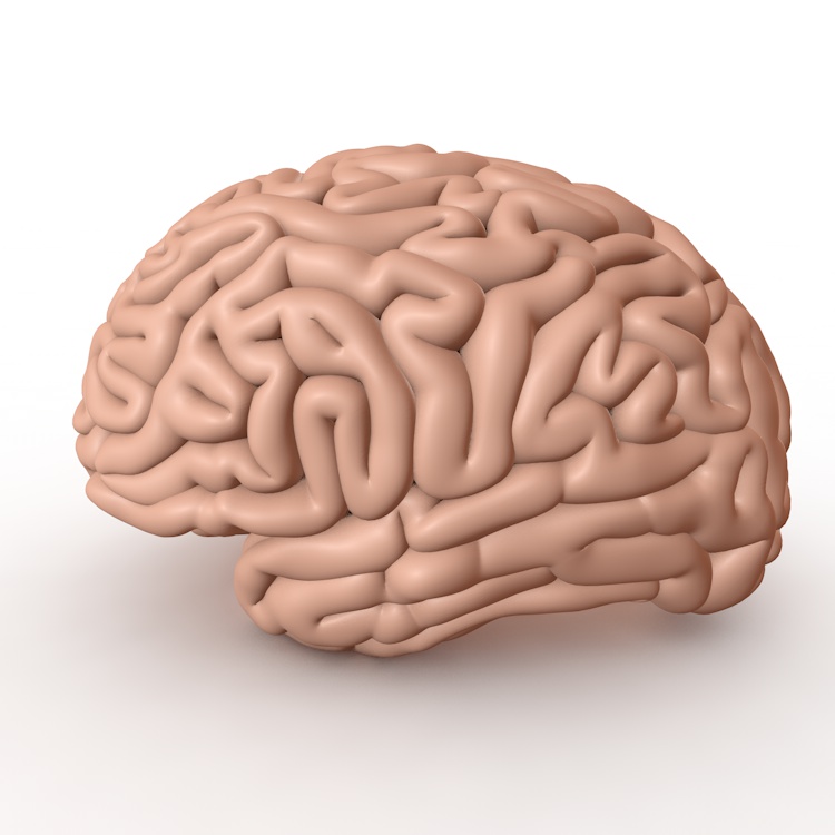 大脑脑子3d模型