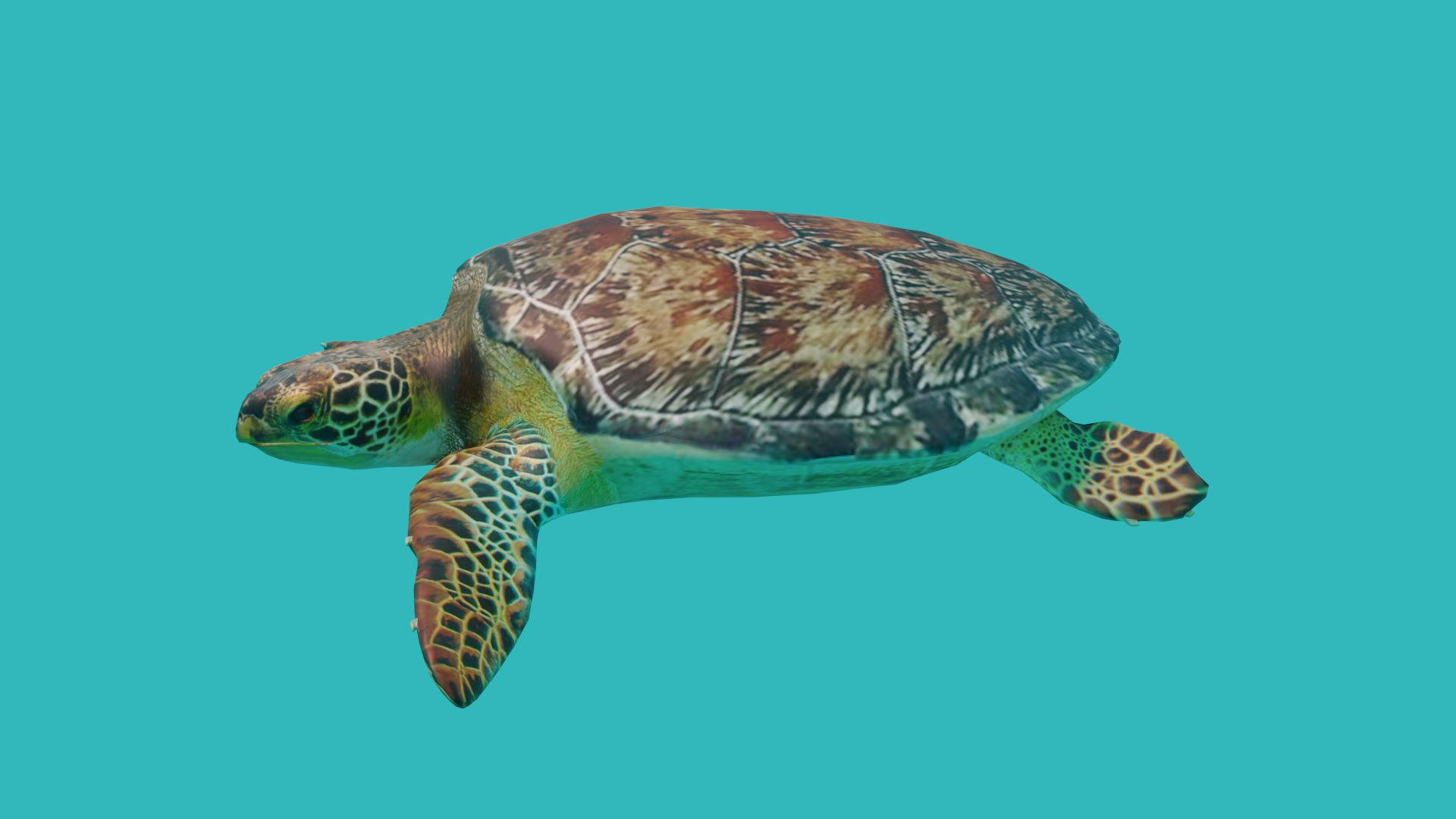 Sea Turtle 3d Model