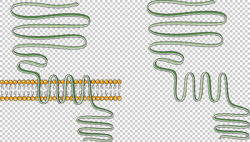 Calcium Sensing Receptor CaR Vector