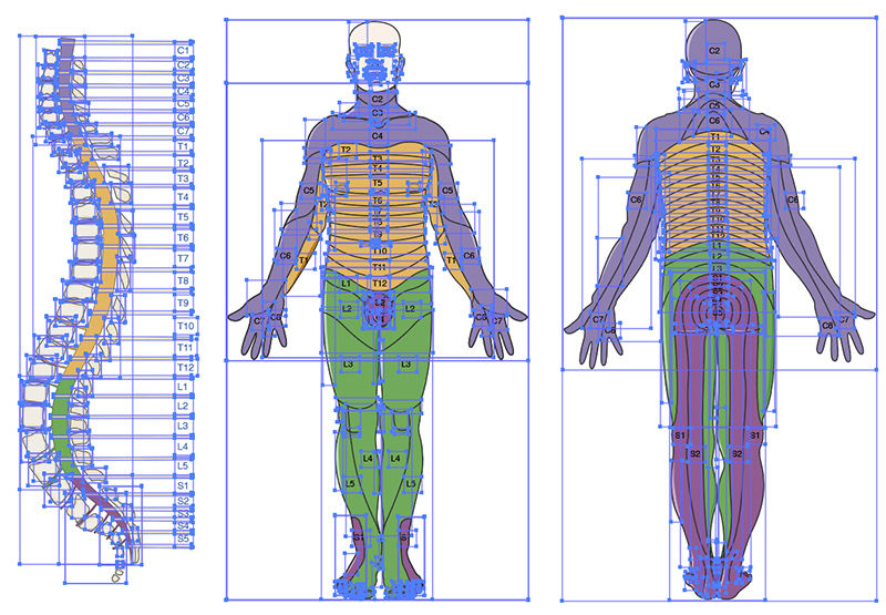 Dermatomes Vector Scientific Illustration