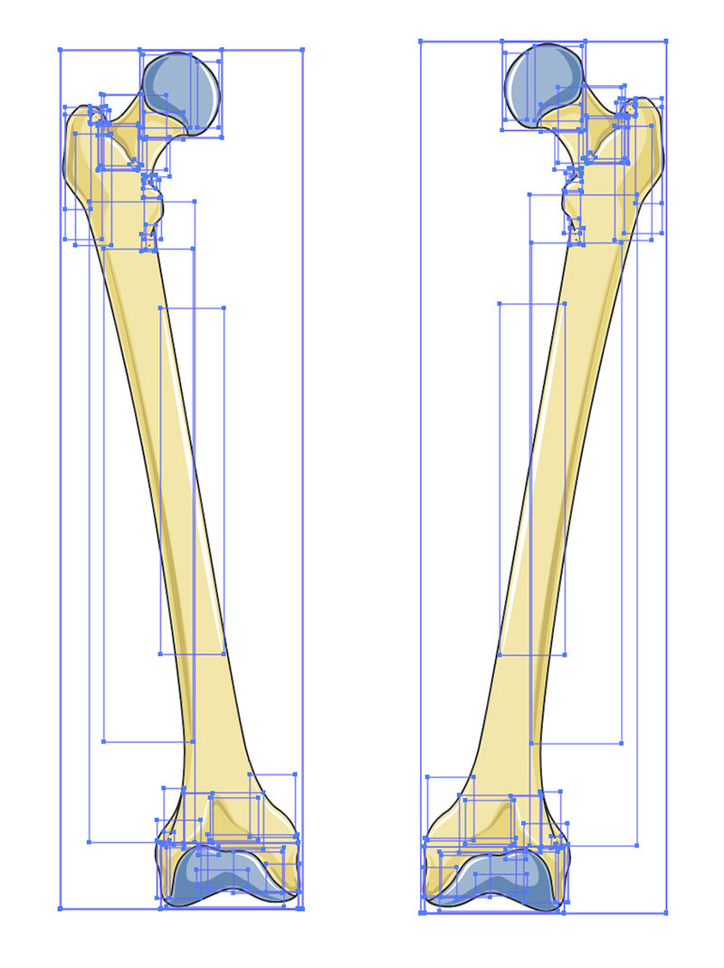 Femur Vector Scientific Illustration