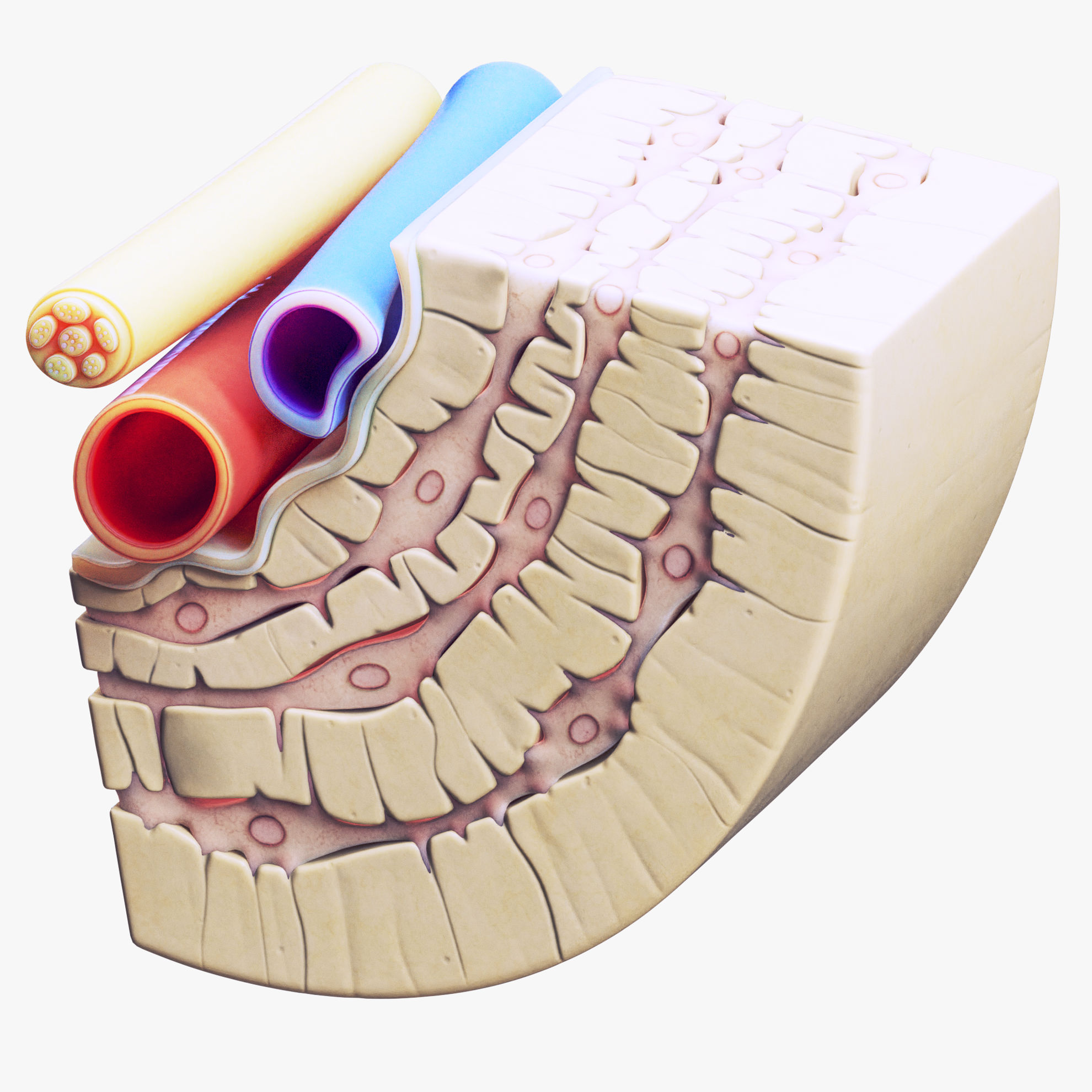 Osteocyte In Compact Bone Osteon 3d Model Scene