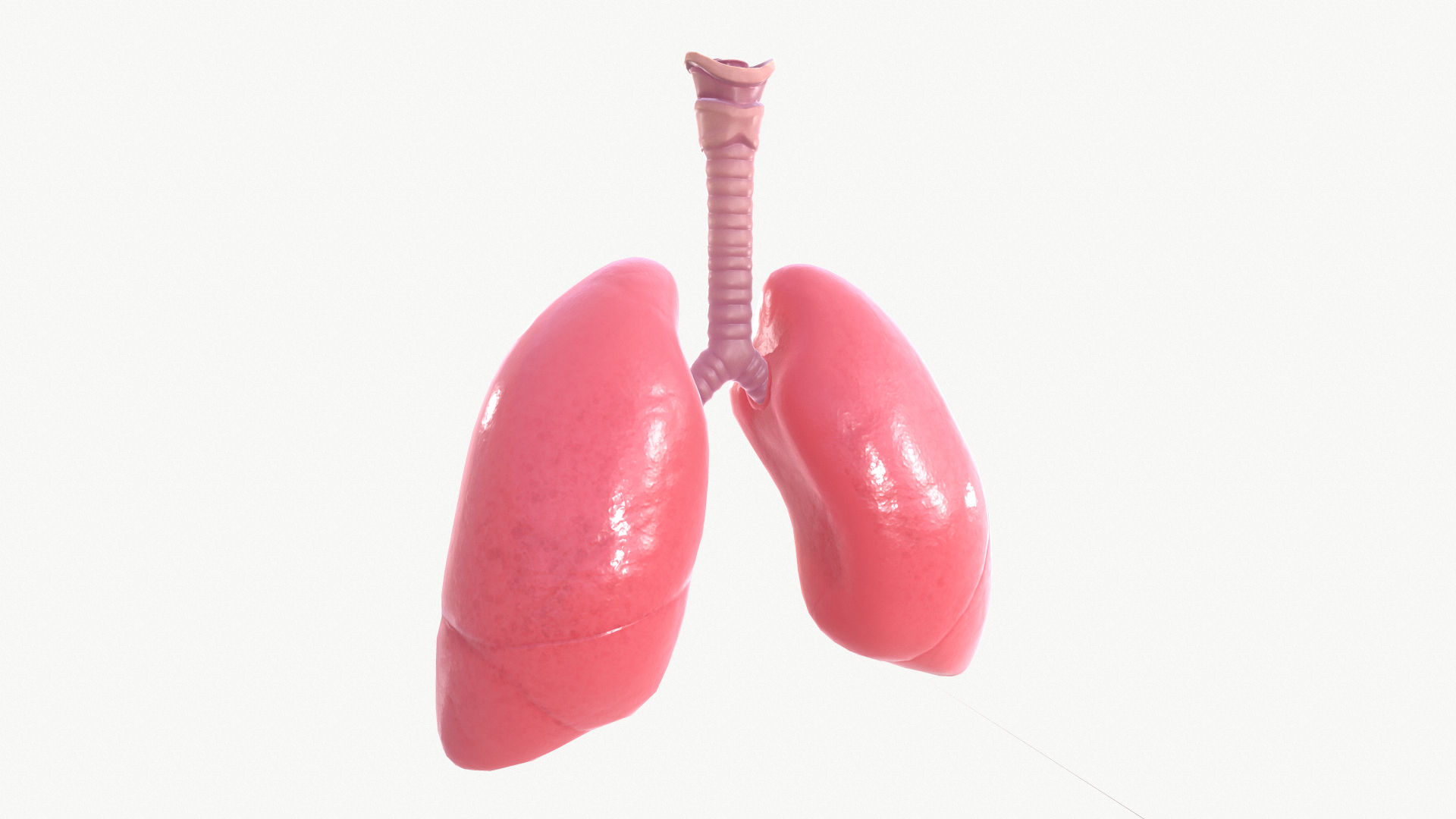 Respiratory System D Model With Animation