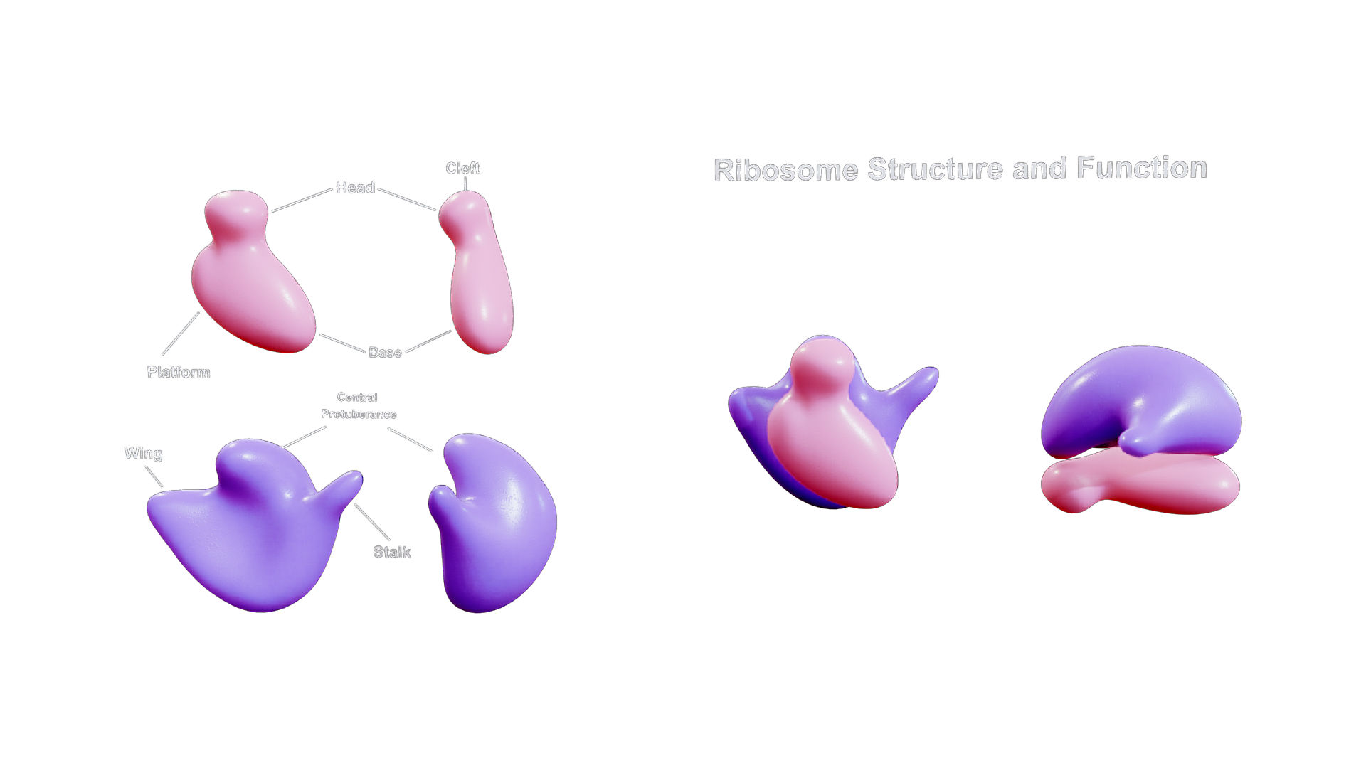 Modelo D De Estructura Y Funci N De Ribosomas