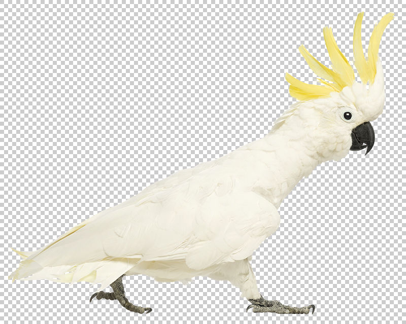 Sulphur Crested Cockatoo Cacatua Galerita Transparent Png