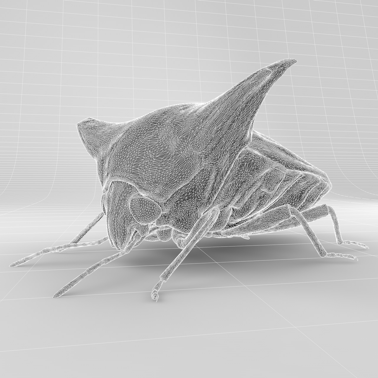 alcimocoris japonensis insect beetles 3d model
