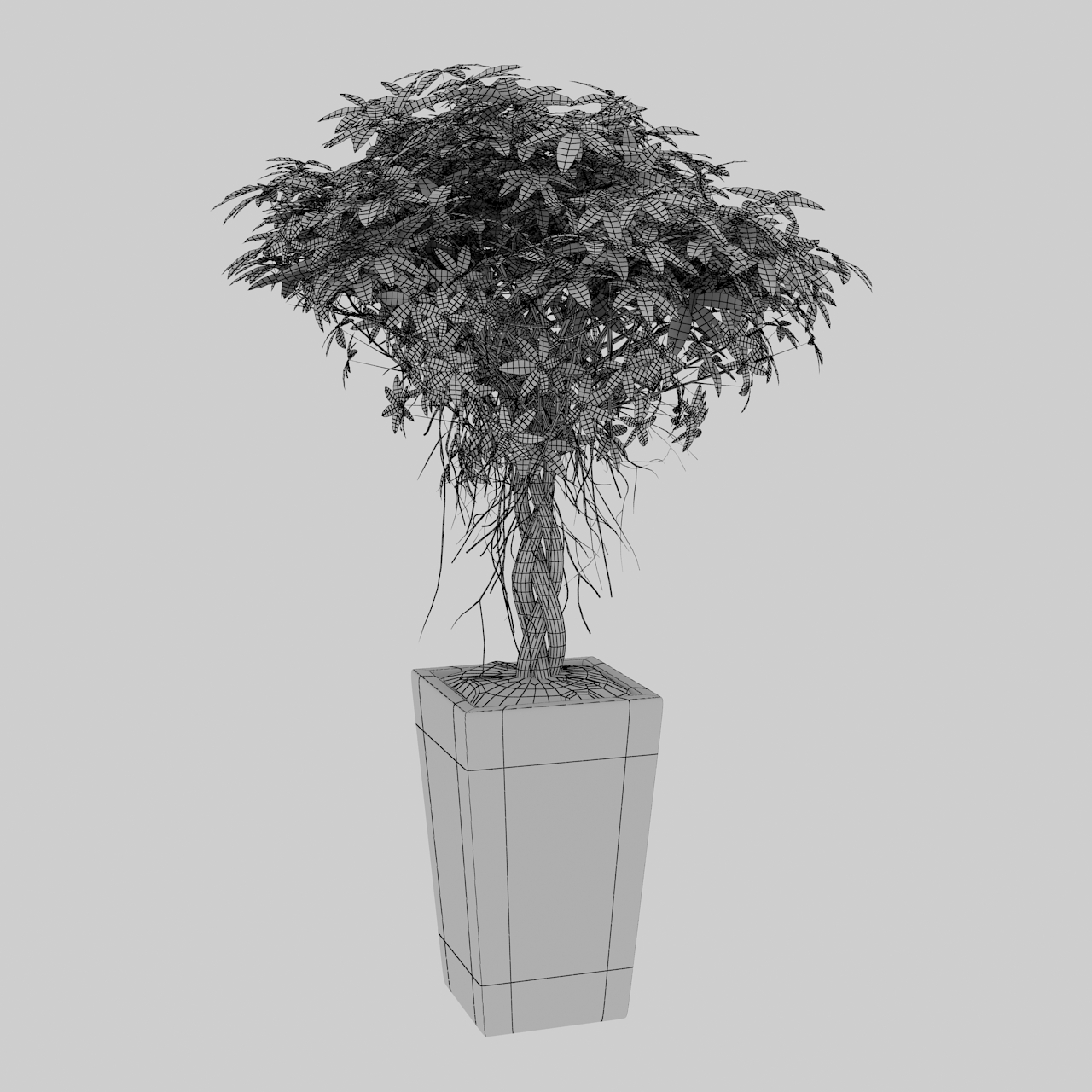 榕树banian ficus microcarpa盆栽3d模型
