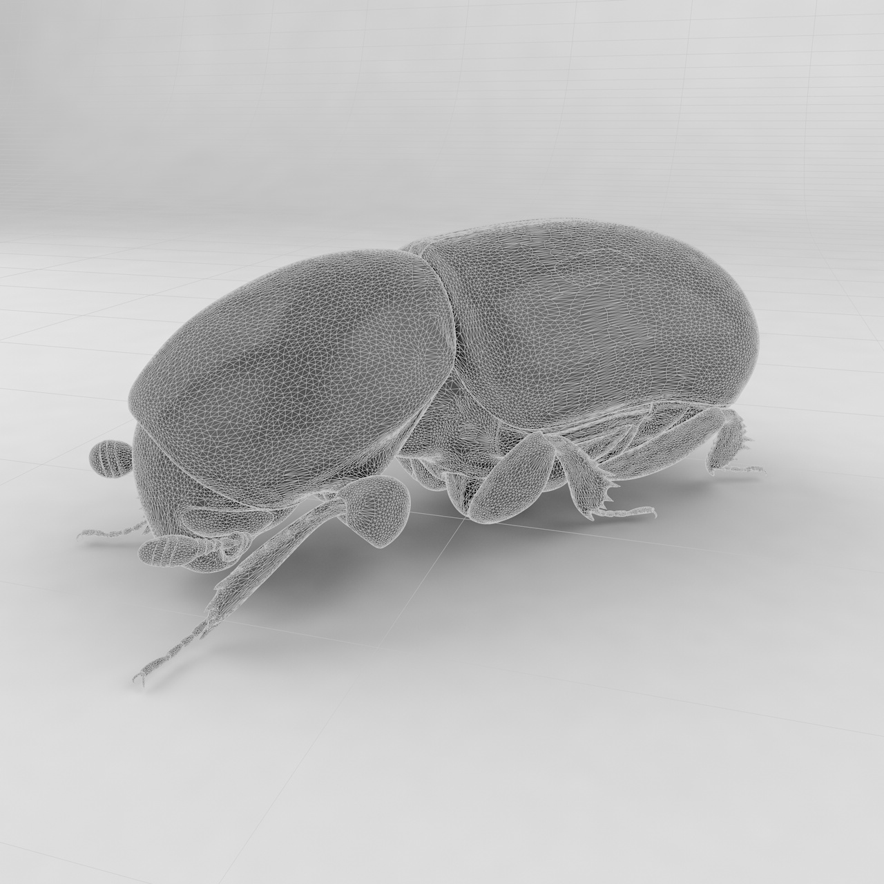 树皮甲虫昆虫甲虫3D模型