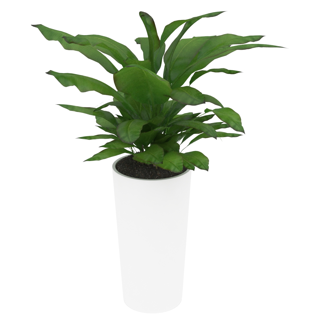 store brede blad Bredbladet planter potte 3D modelll