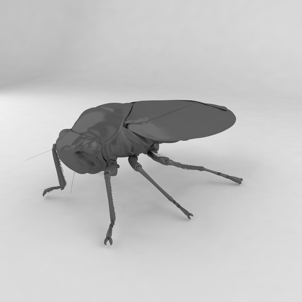 黑尖叶蝉昆虫3D模型