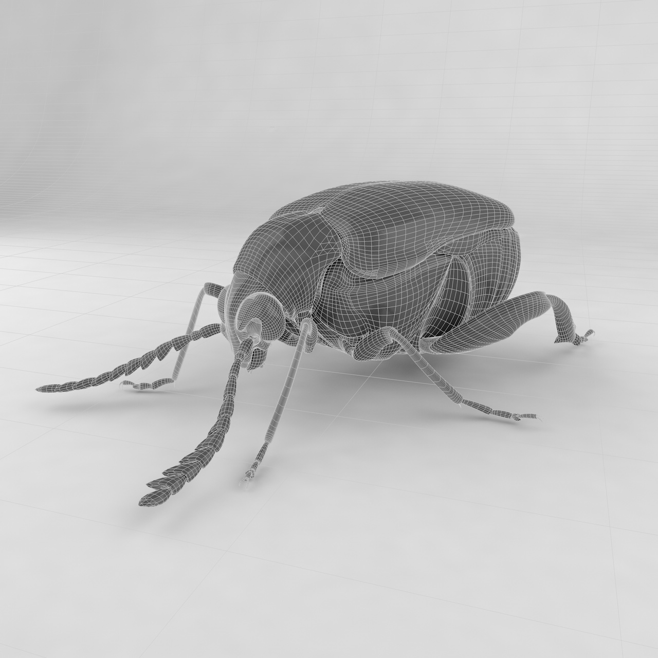 Callosobruchus chinensis böcek böcekleri 3d modeli