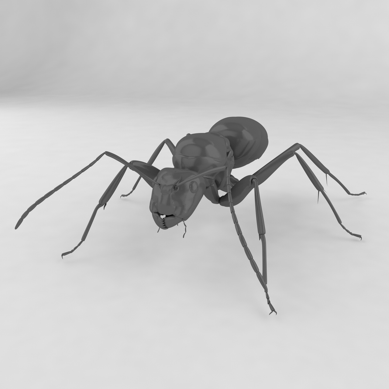 木匠蚂蚁Q昆虫3D模型