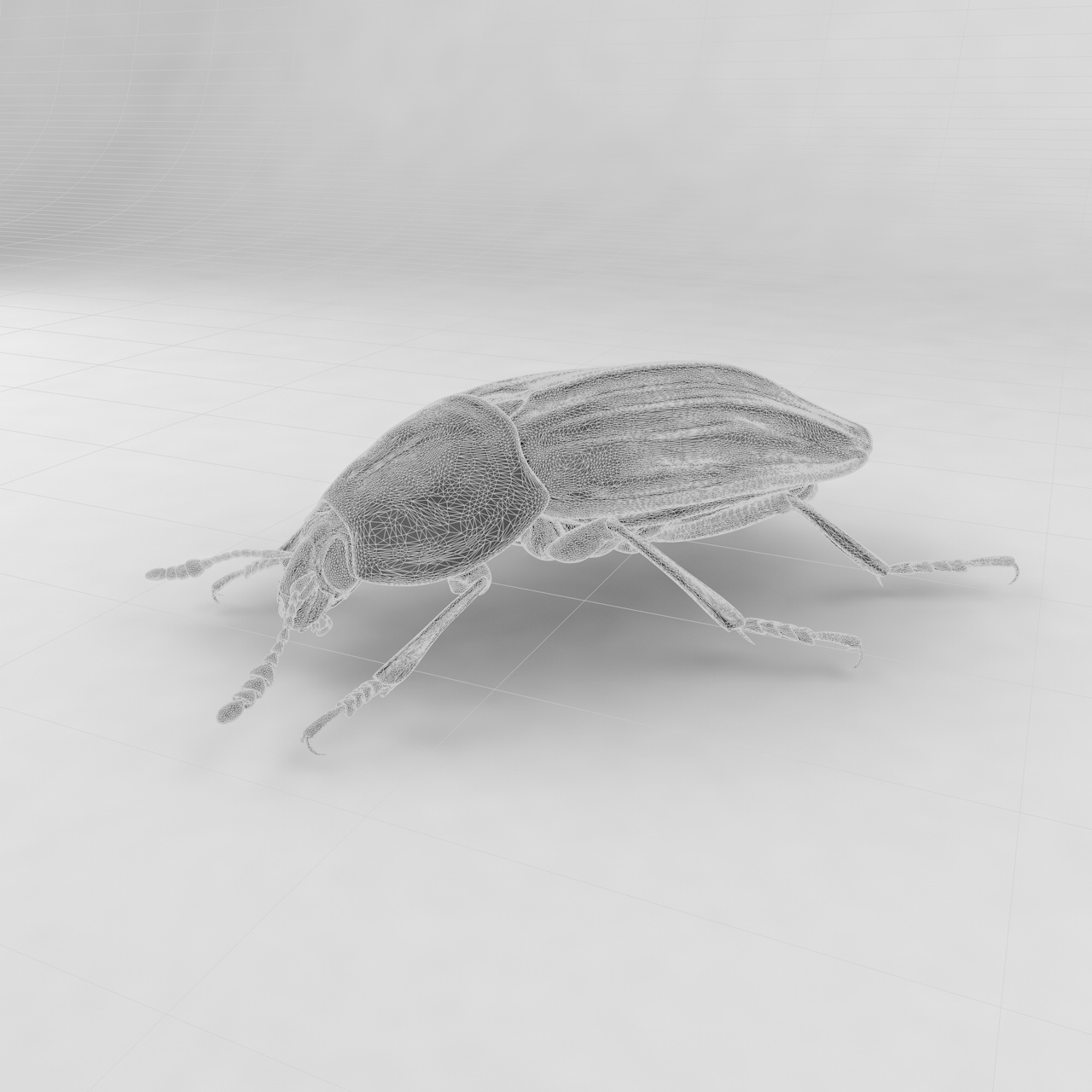 腐肉甲虫昆虫甲虫3D模型