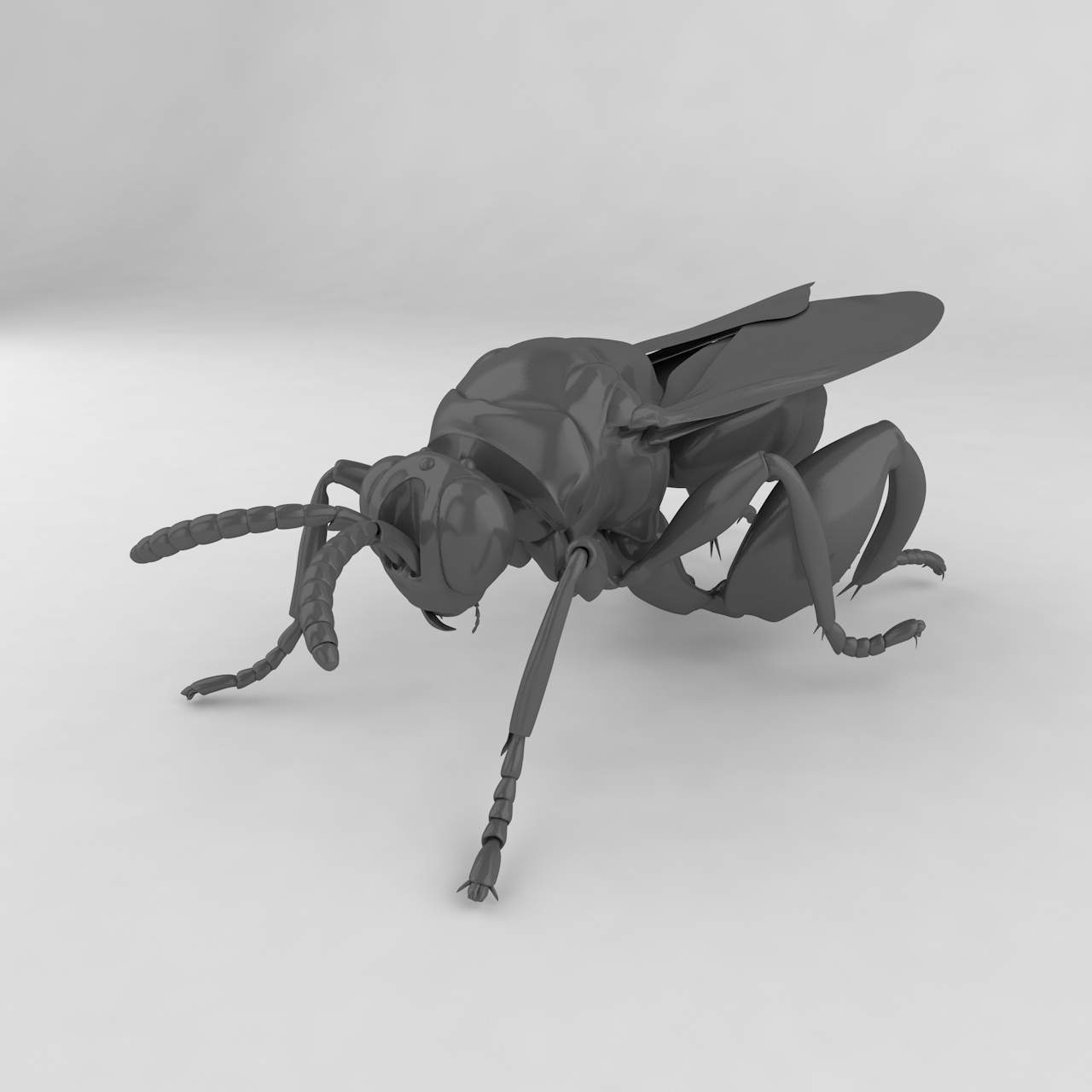 Chalcid wasp insect 3d model