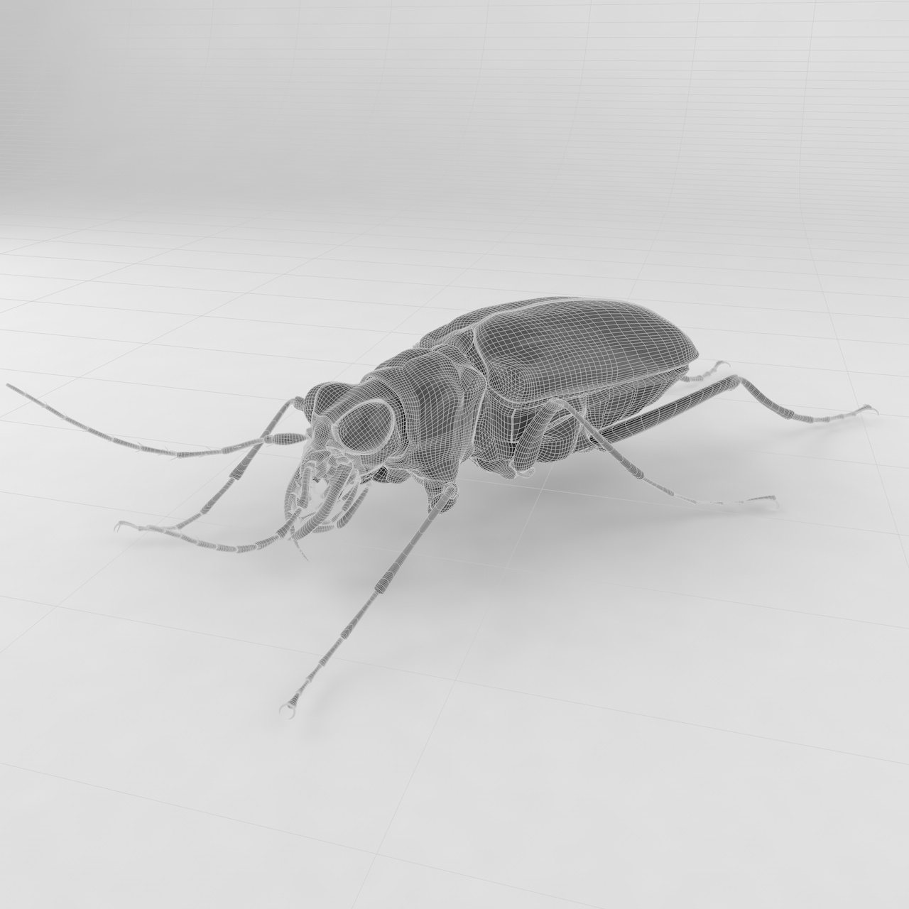 Цициндела јапоница бубе инсекти 3д модел