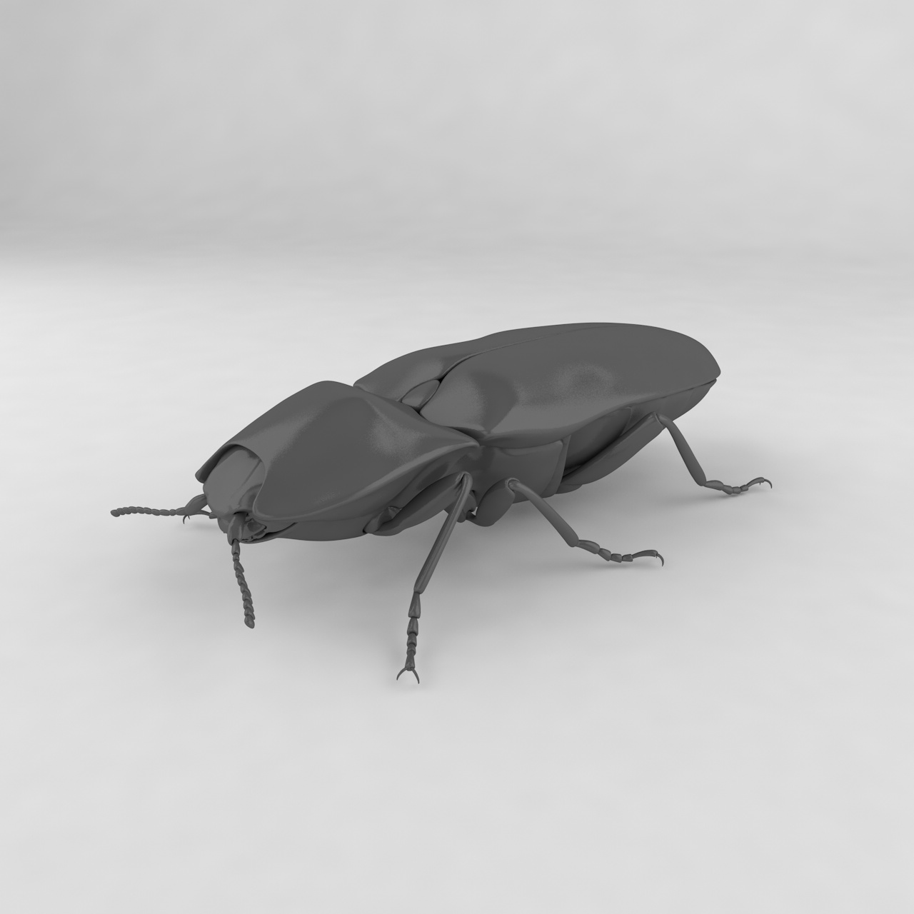 叩甲叩头虫昆虫甲虫3D模型