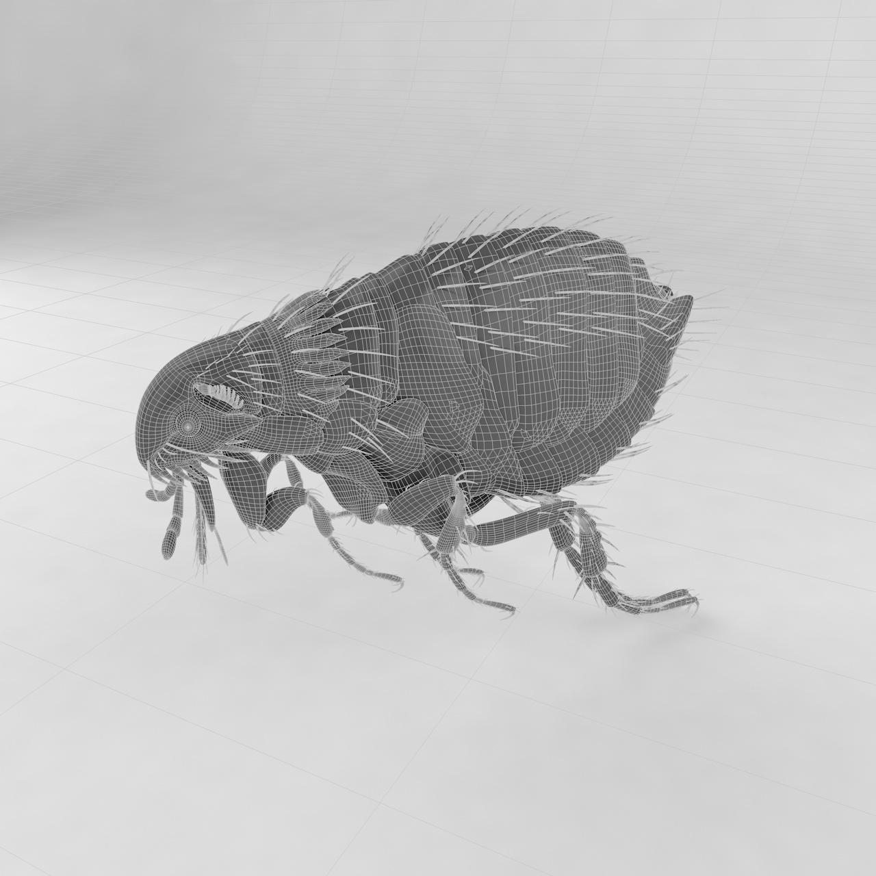 Ctenocephalides felis insect 3d model