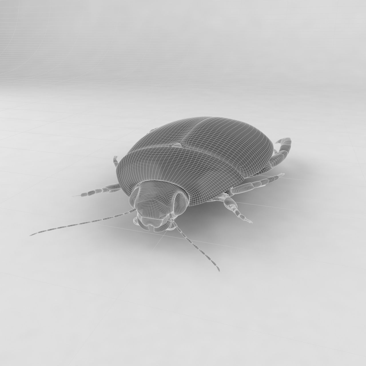 Cybister japonicus insect beetles 3d model