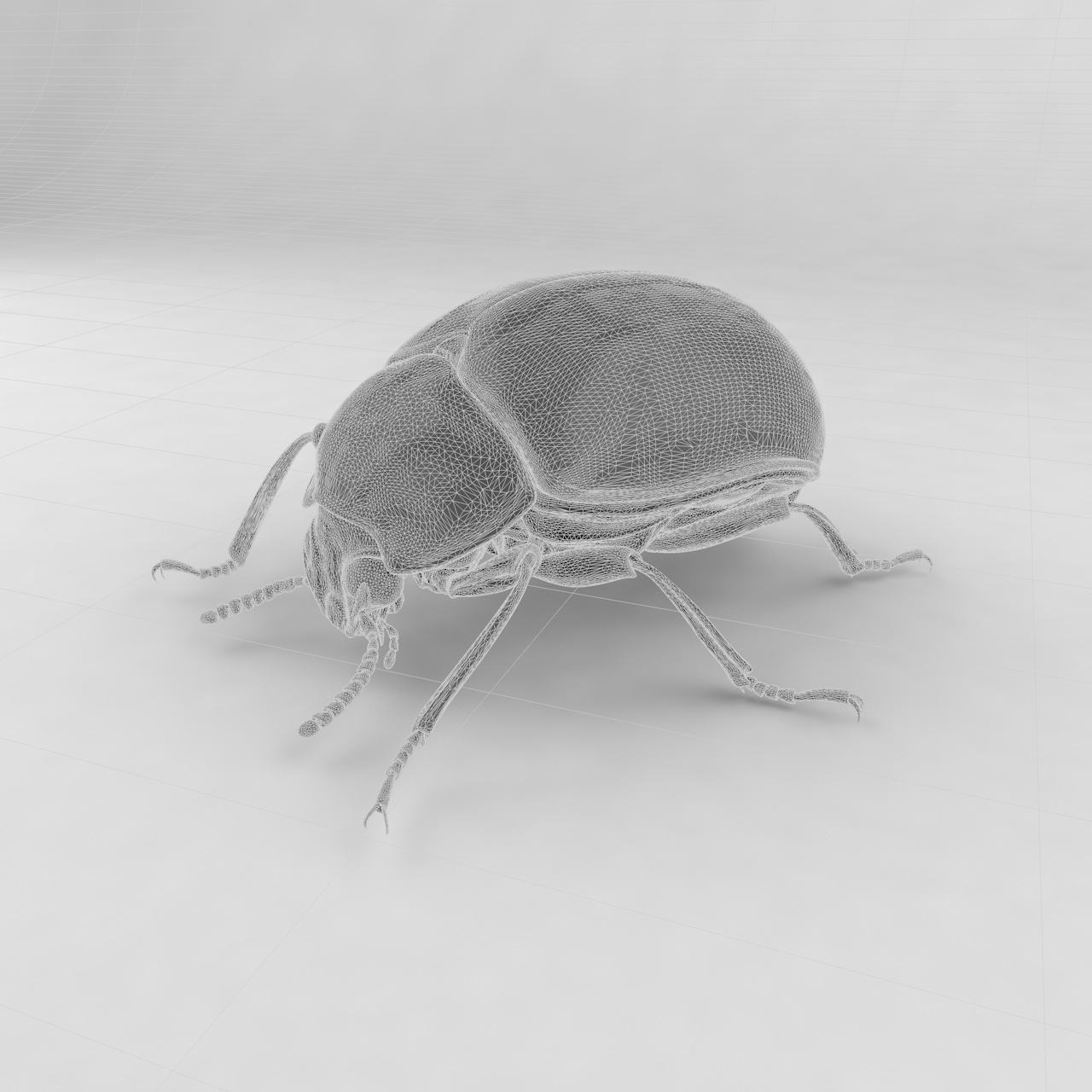 Diaperis lewisi insect beetles 3d model