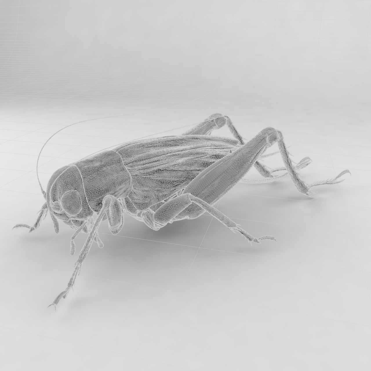 Emma field cricket insect 3d model