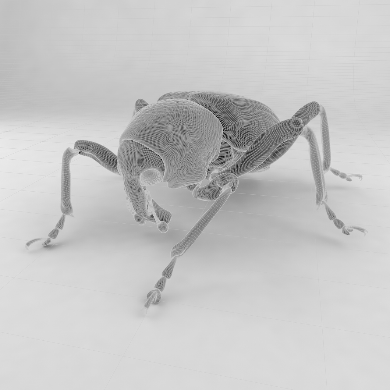 Euscepes postfasciatus insect beetles 3d model