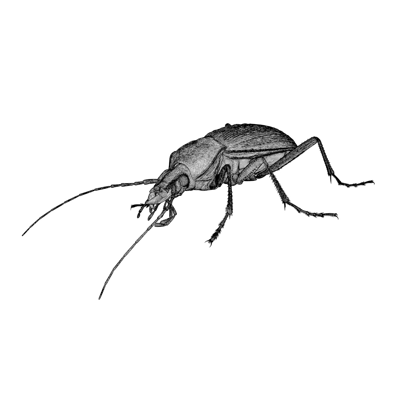 Ground beetle insect beetles 3d model