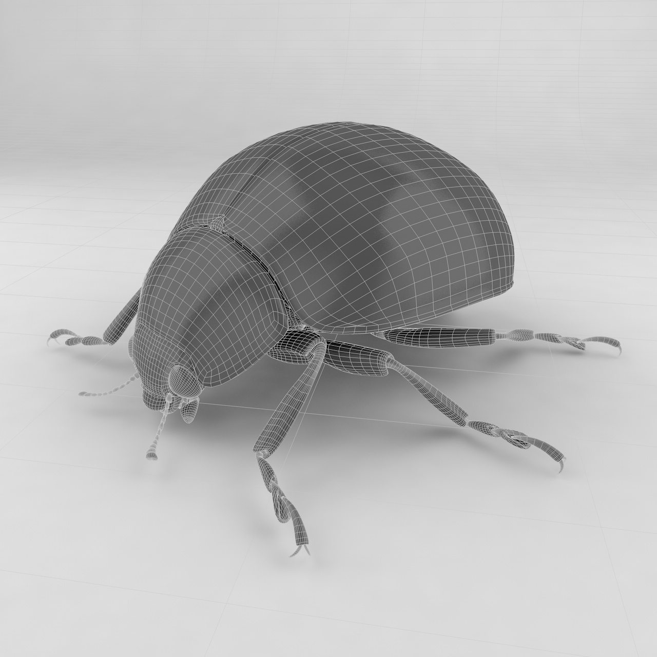 Harmonia axyridis insect beetles 3d model