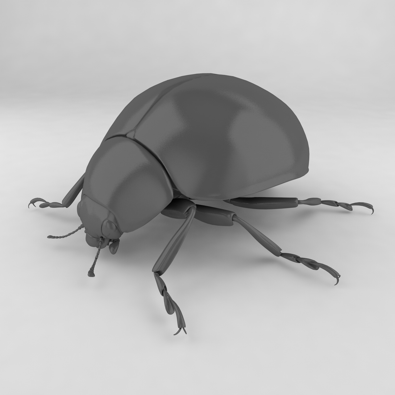 Harmonia axyridis insect beetles 3d model