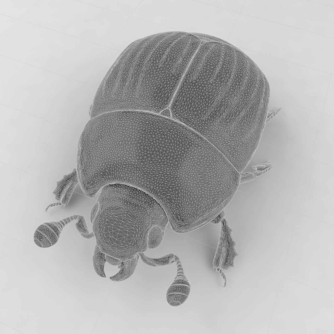 Hister beetle insect beetles 3d model