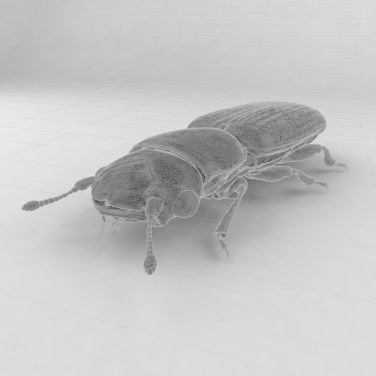 Monotomidae insect beetles 3d model
