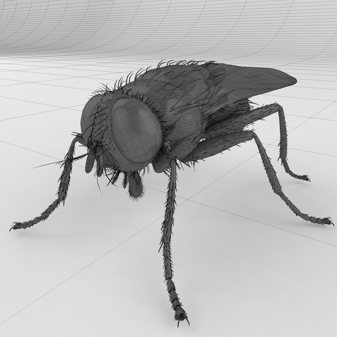 Musca domestica fly insect 3d model