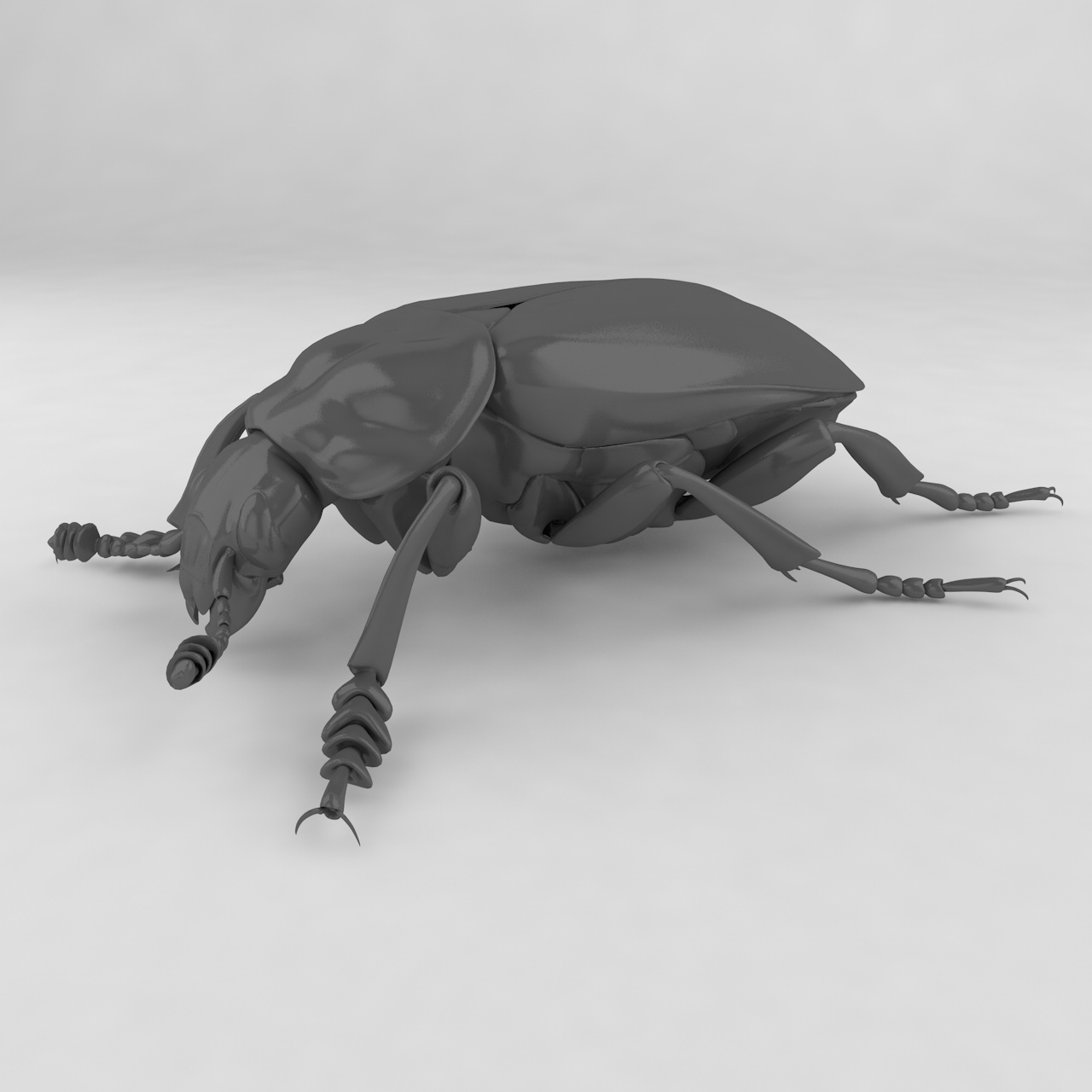 Nicrophorus japonicus insect beetles 3d model