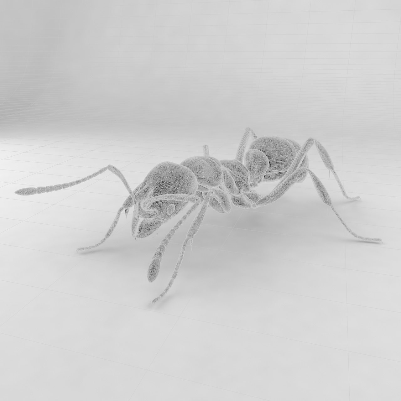 Pachycondyla chinensis insect ant 3d model