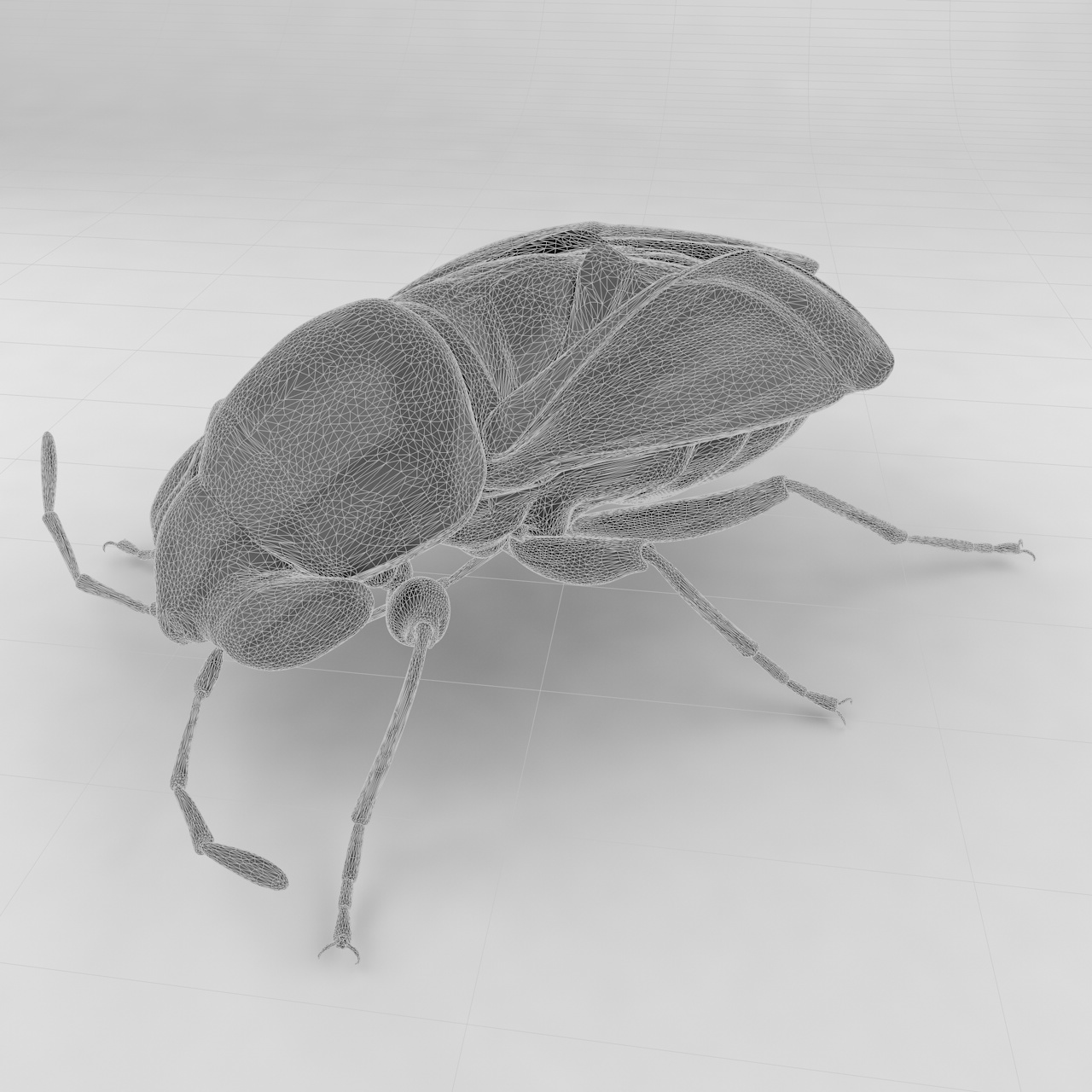Piocoris varius insect beetles 3d model