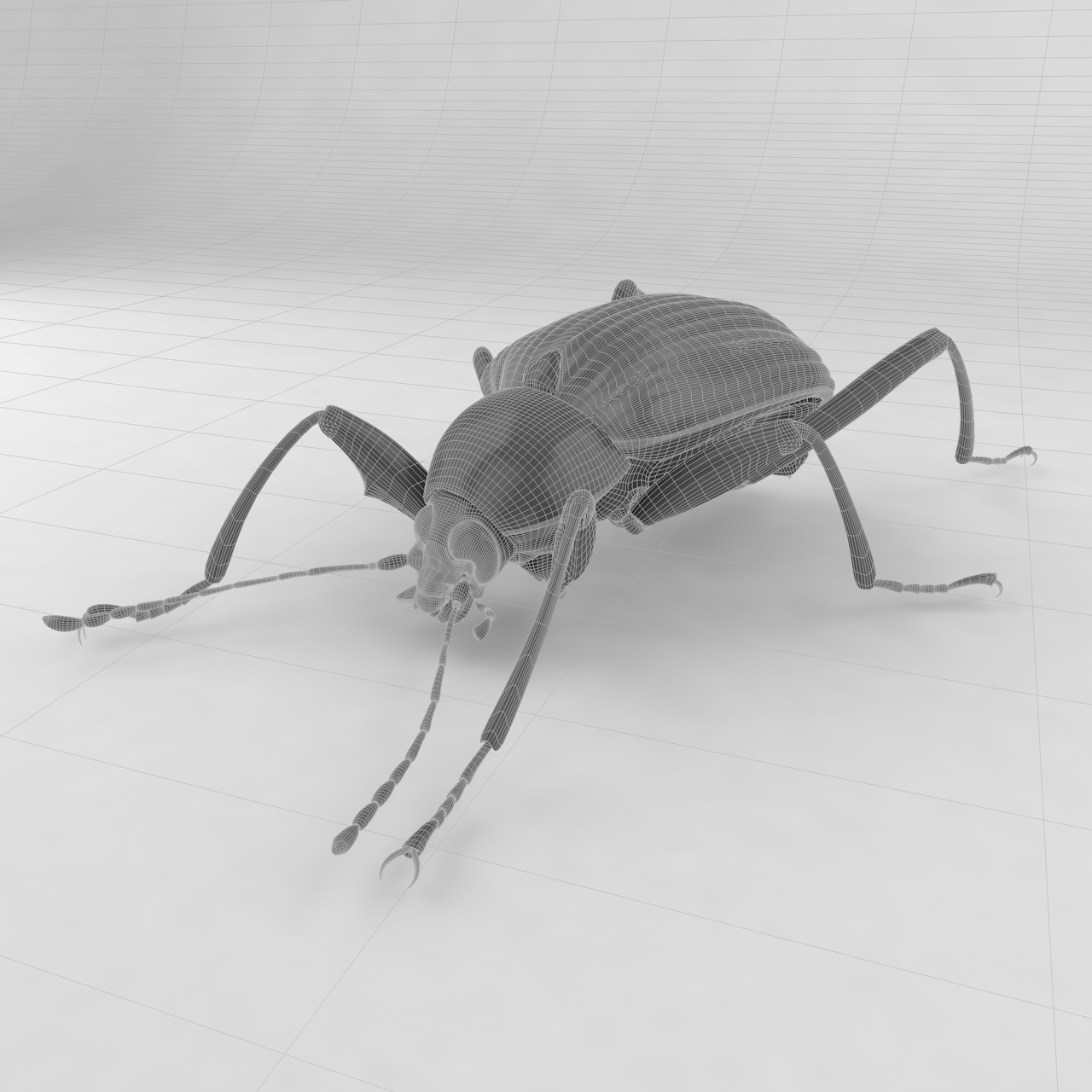 Plesiophthalmus nigrocyaneus insect beetles 3d model