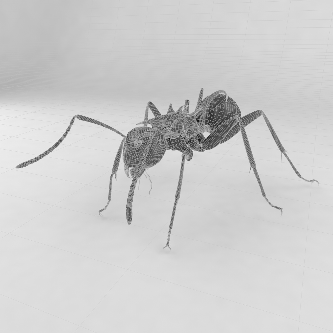 Polyrhachis lamellidens insect ant 3d model