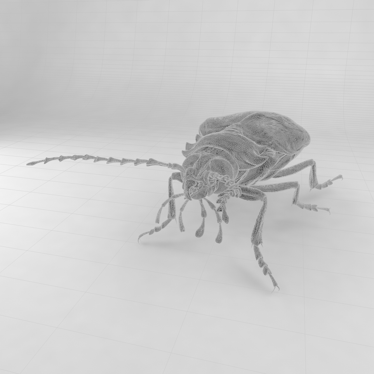 Prionus insularis insularis insect beetles 3d model