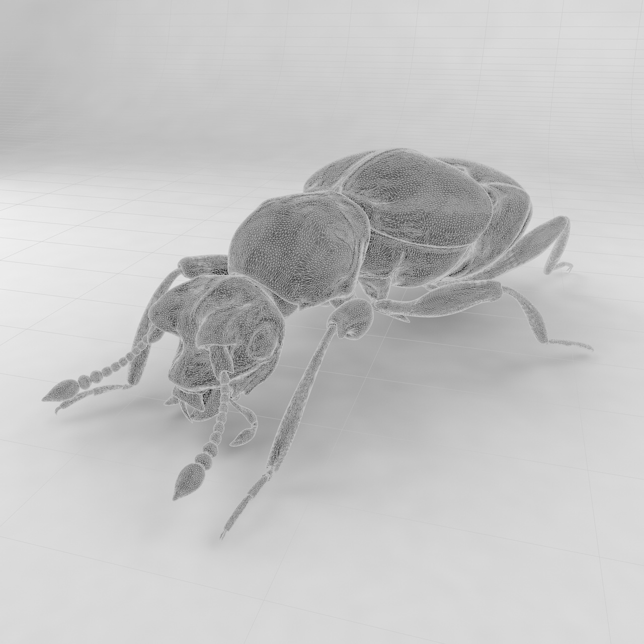 Pselaphid beetle insect beetles 3d model