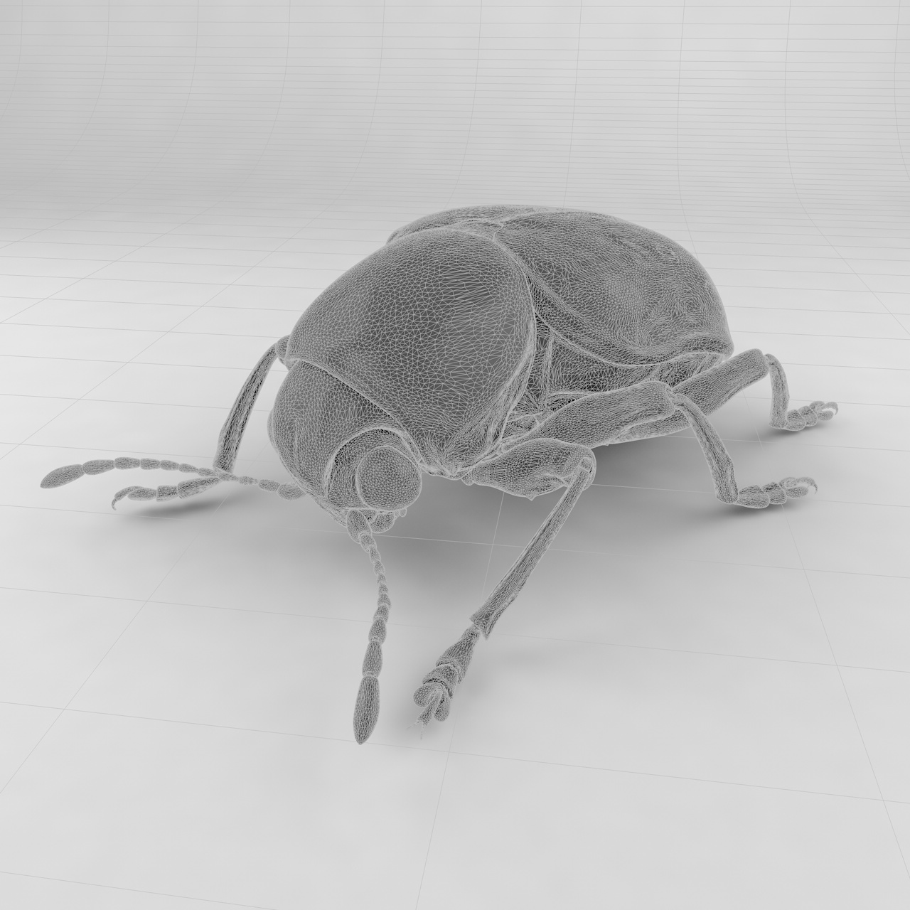 Scelodonta lewisii insect beetles 3d model