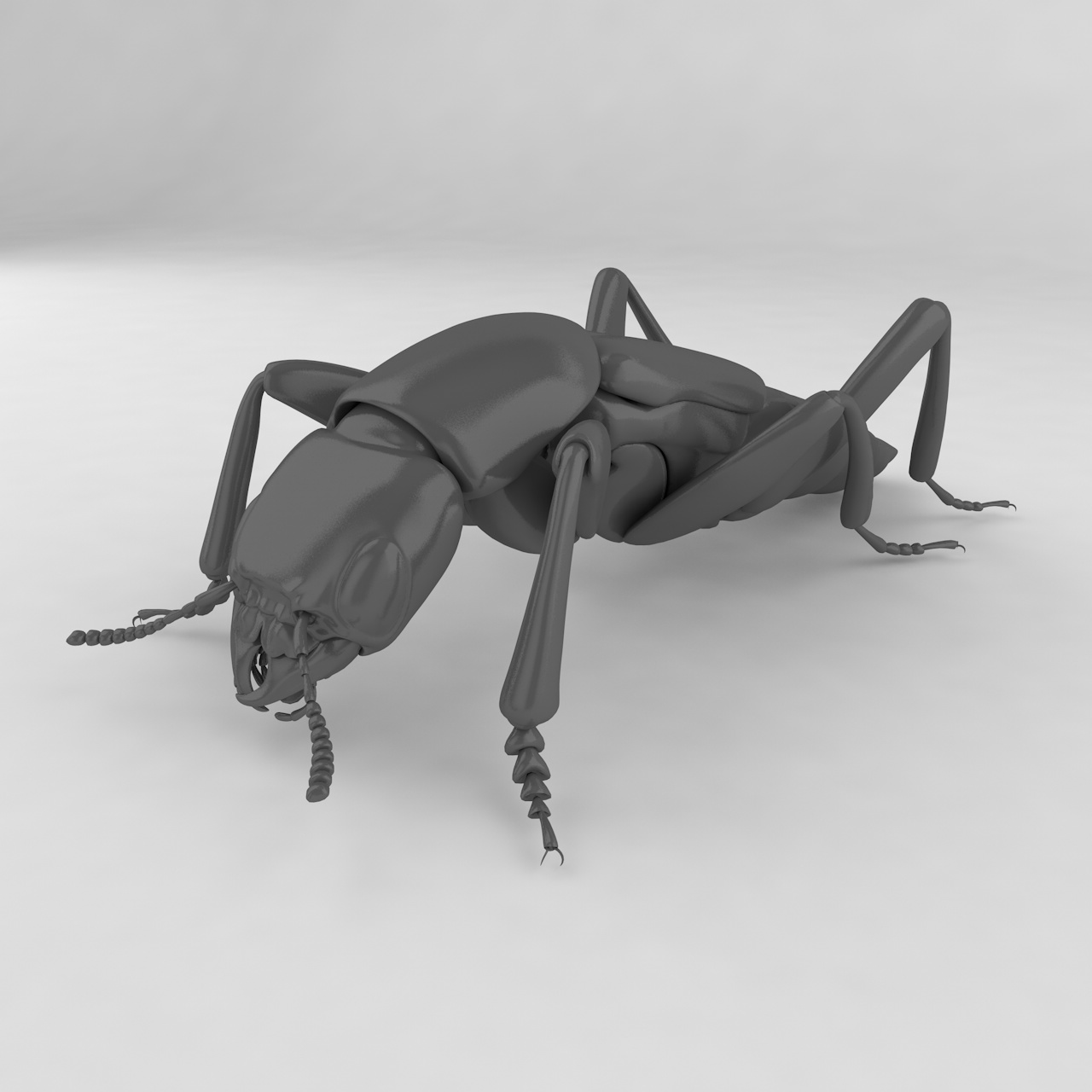 Staphylinidae insect beetles 3d model