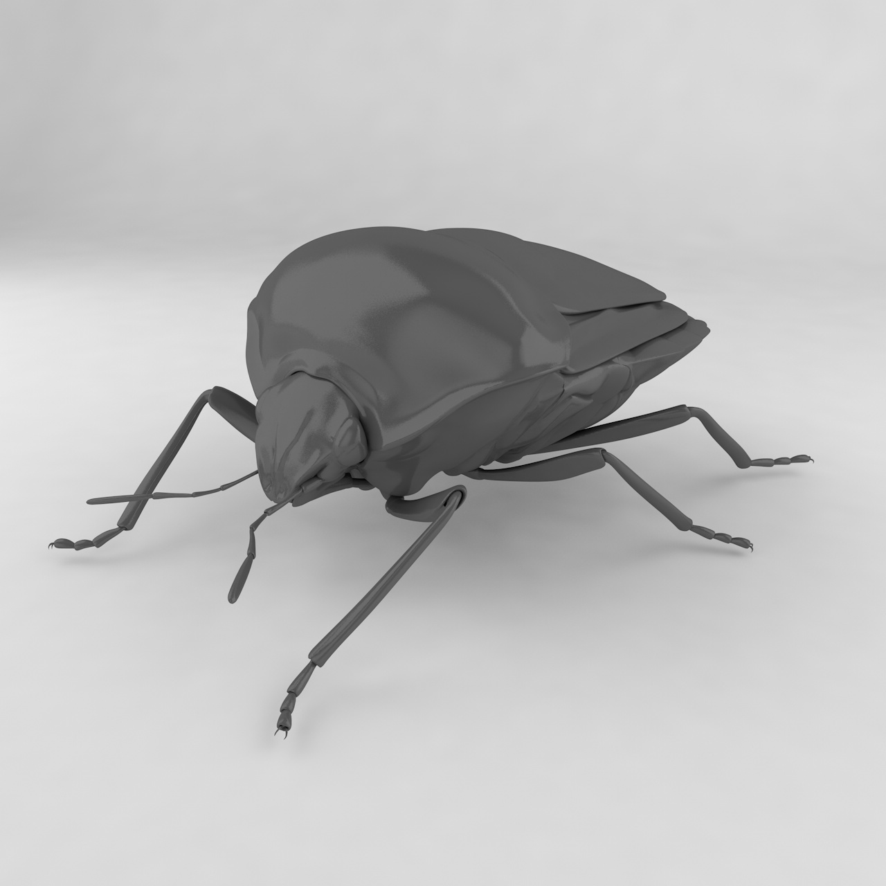 Striped shield bug insect beetles 3d model