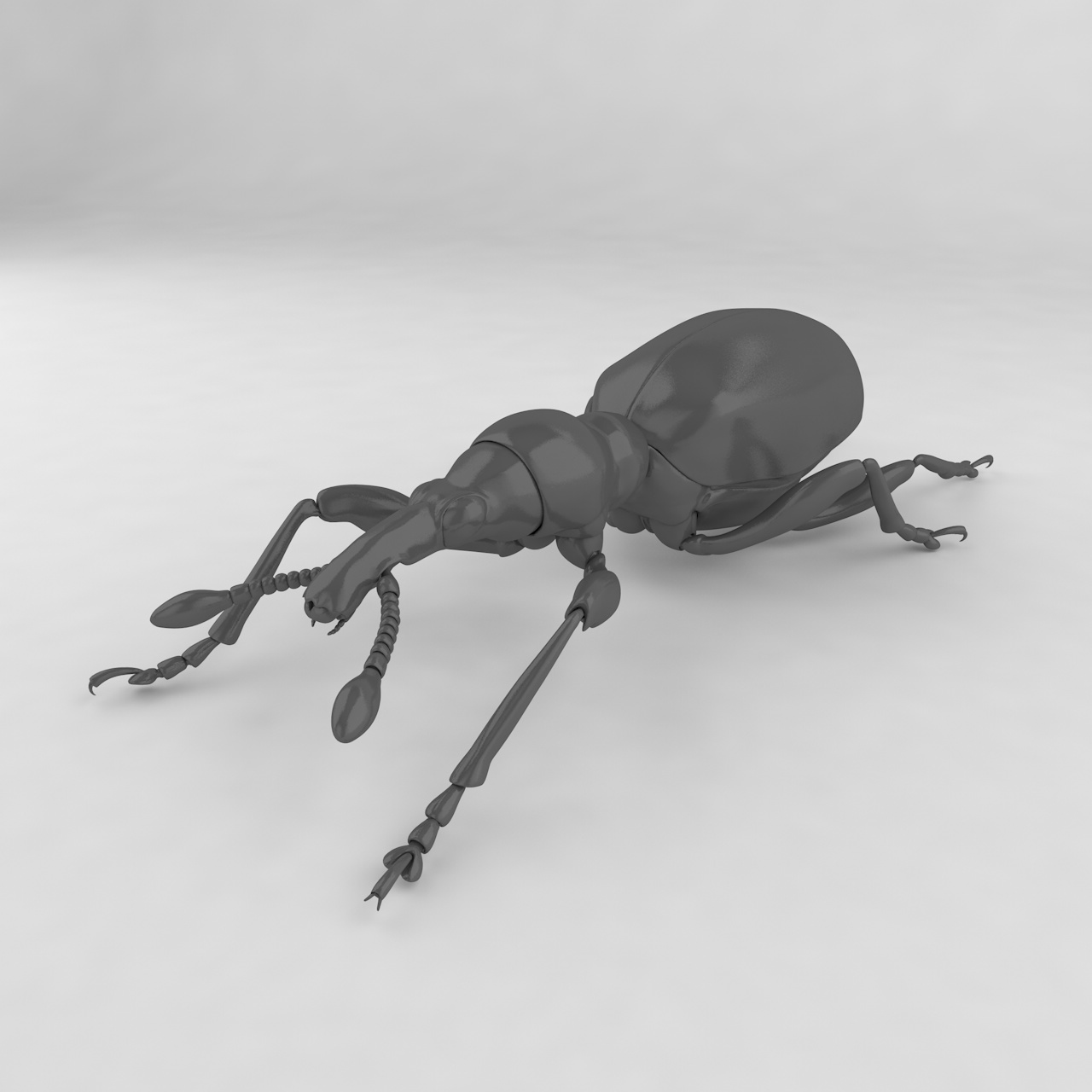 Sweetpotato weevil insect beetles 3d model