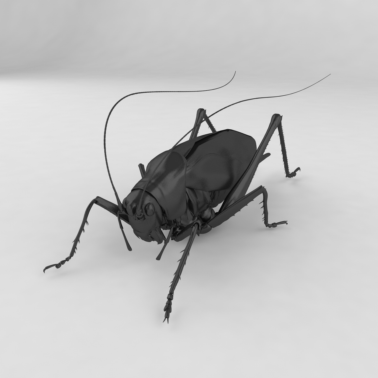 Tettigonia orientalis insect beetles 3d model