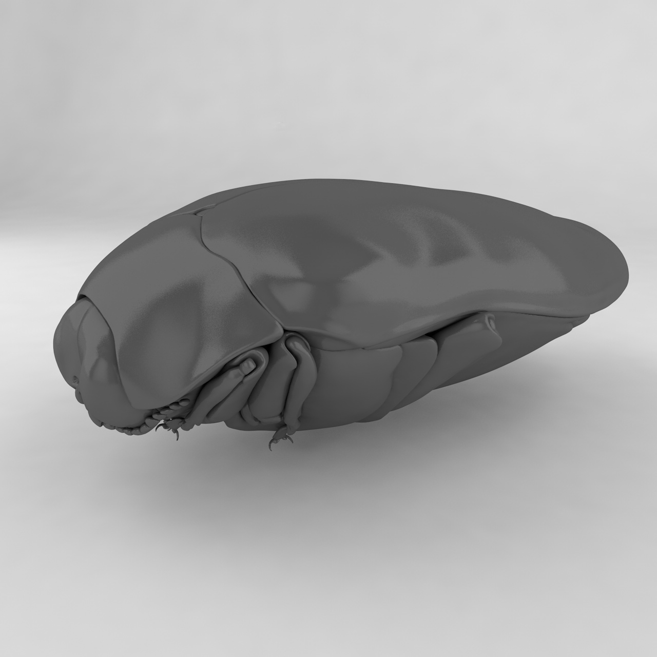 Trachys insert beetles 3d model