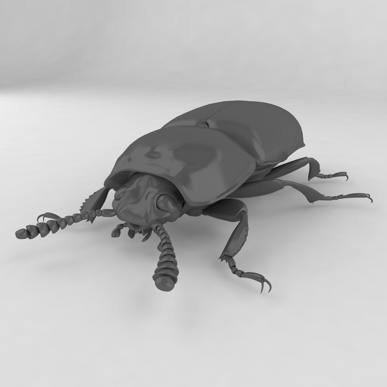Uloma latimanus insect beetles 3d model