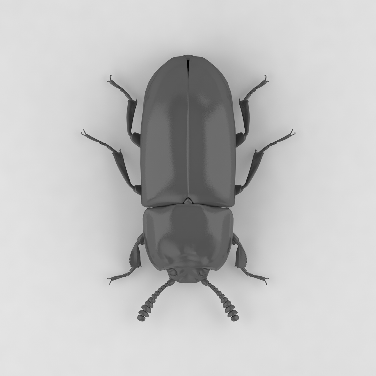Uloma latimanus insert beetles 3d model