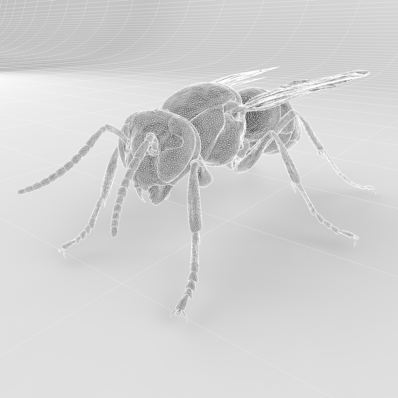 Vespula flaviceps insect 3d model