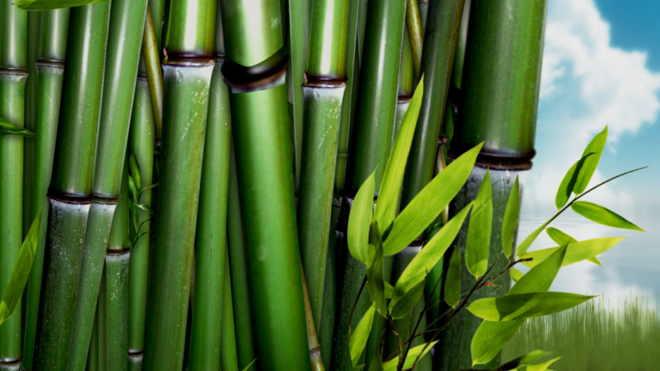 Mostra natural do sinal do lago de bambu