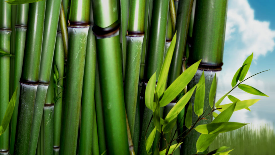 Esposizione naturale del segno di bambù del lago