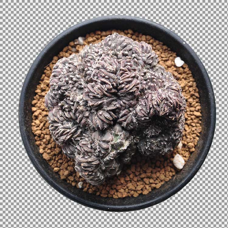 Kaktus Sukulentní rostliny průhledné